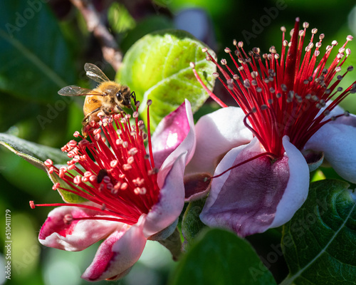 Bee on feijoa flower 1