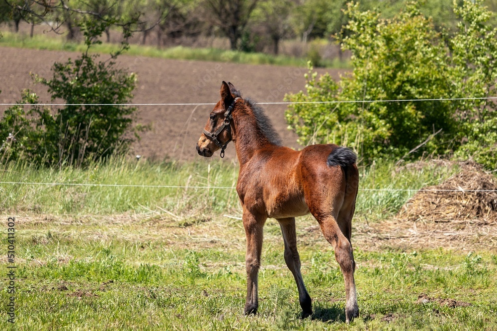 Foal alone on a summer walk in the field Foal alone on a summer walk in the field