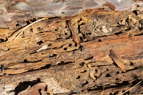bois ravagé par les termites photo