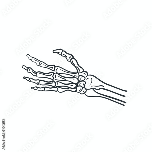 finger bone illustration, human anatomy, vector art.