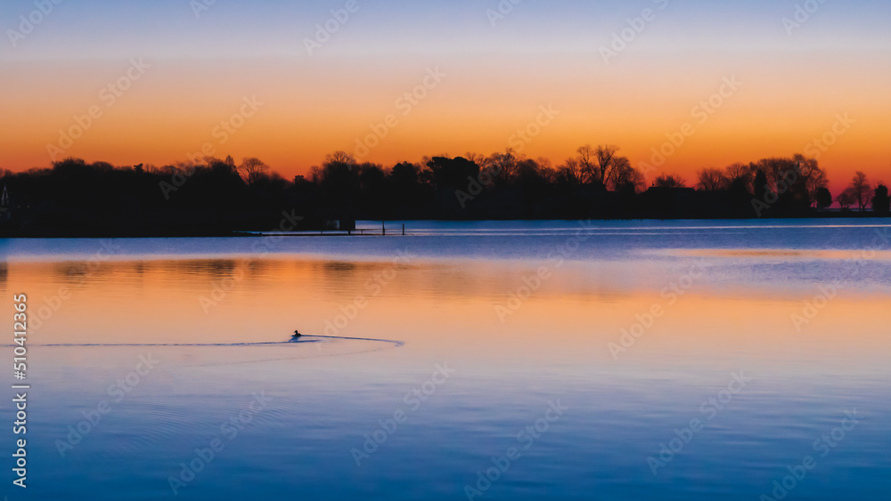 Naklejka premium A duck swims in the bay at sunrise
