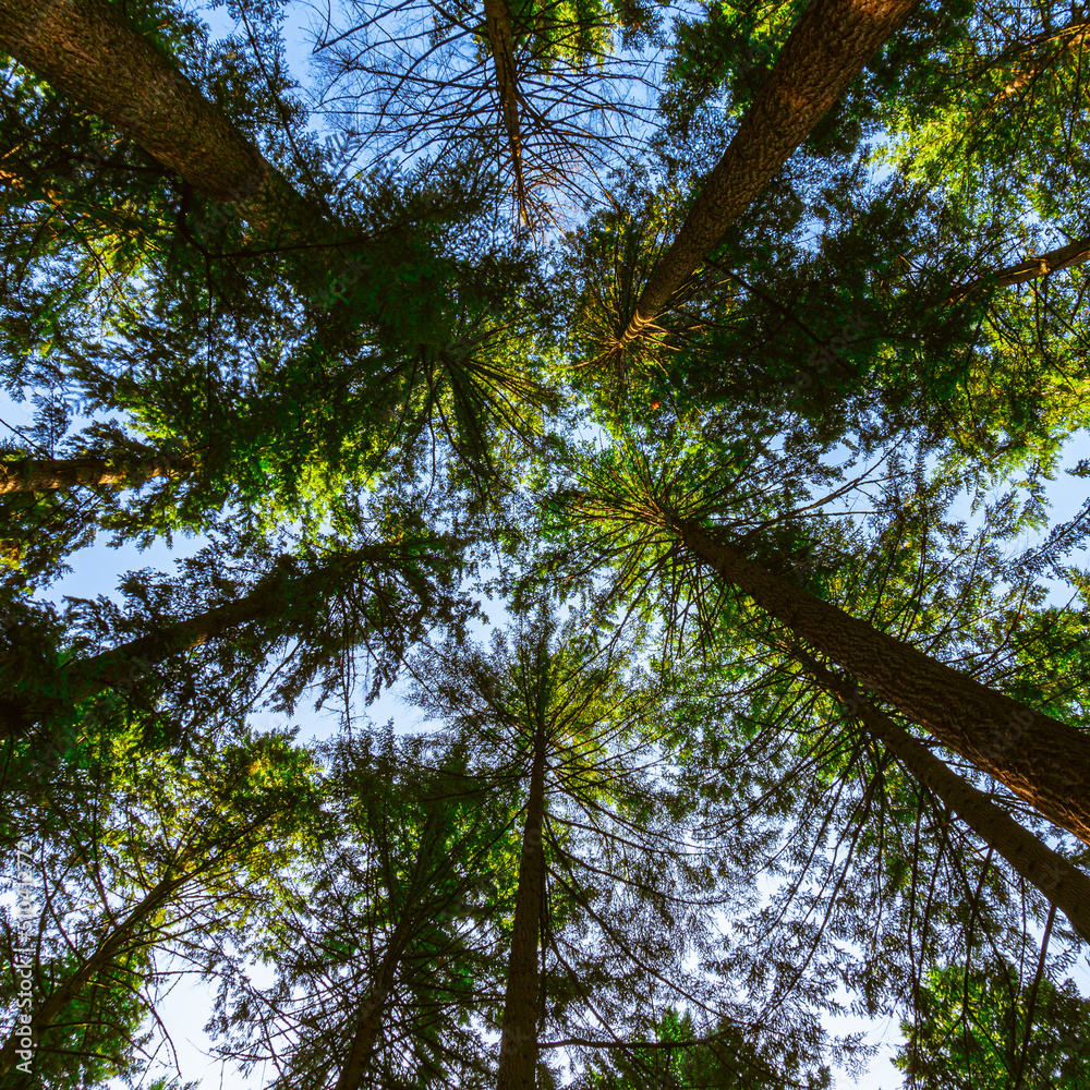 Fototapeta premium A view of trees looking up