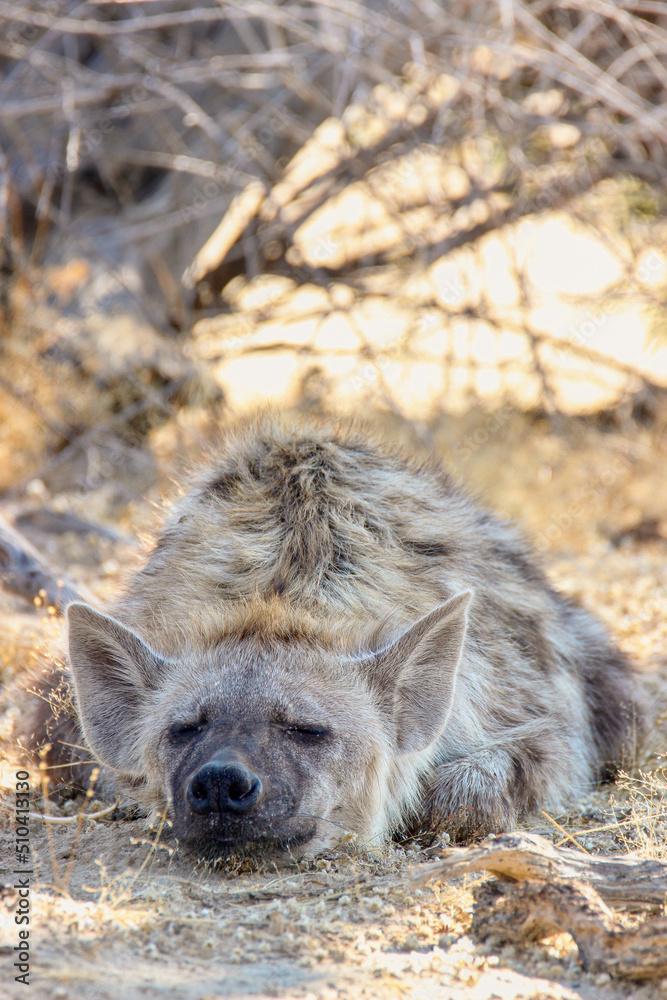 Spotted Hyena in the Kgalagadi Spotted Hyena in the Kgalagadi