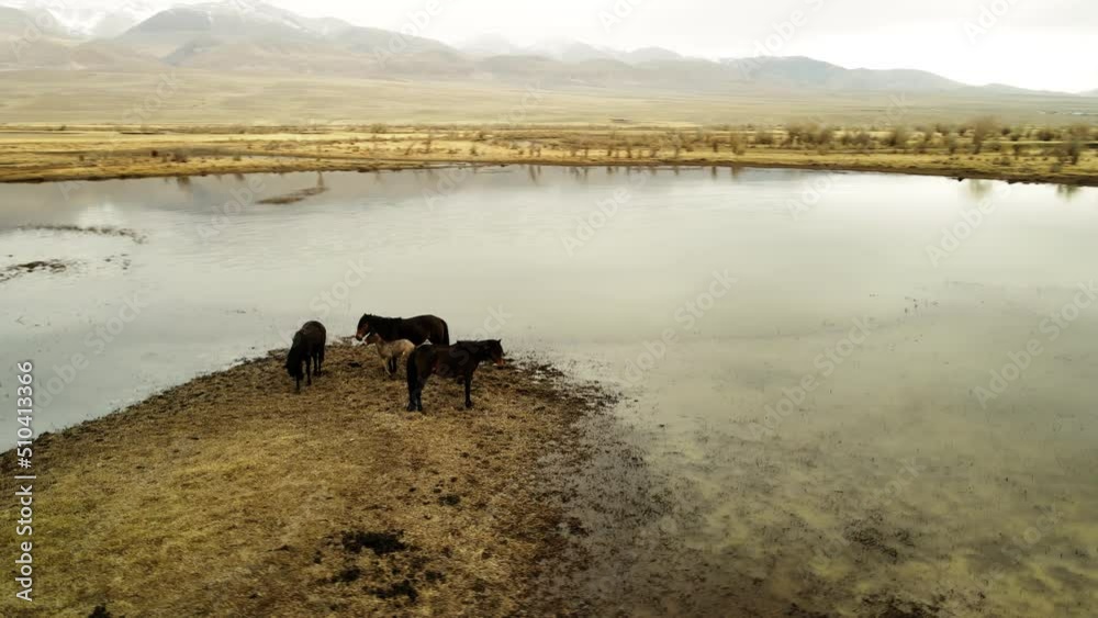 Horses at a watering hole. Flying around animals from a quadcopter. Wildlife. Horses at a watering hole. Flying around animals from a quadcopter. Wildlife.