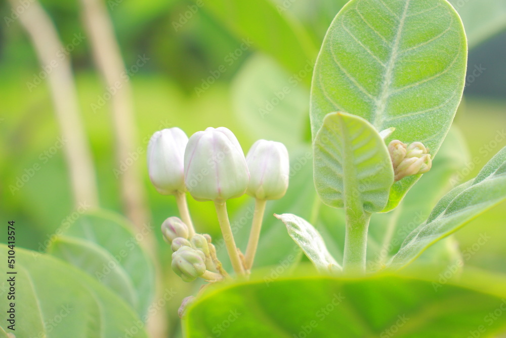 nature, plant, flower, leaf, spring, garden, flowers, flora, leaves, grass, macro, summer, white, blossom, botany, beauty, field, bloom, tree, closeup, bud, lily, fresh, close-up, growth nature, plant, flower, leaf, spring, garden, flowers, flora, leaves, grass, macro, summer, white, blossom, botany, beauty, field, bloom, tree, closeup, bud, lily, fresh, close-up, growth