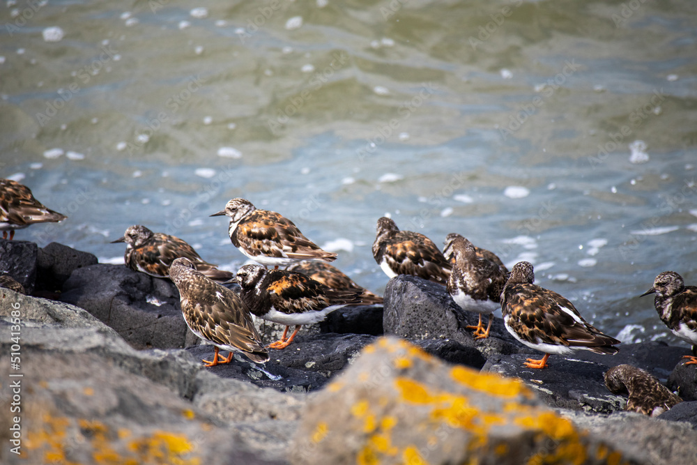 Steinwälzer-Familie