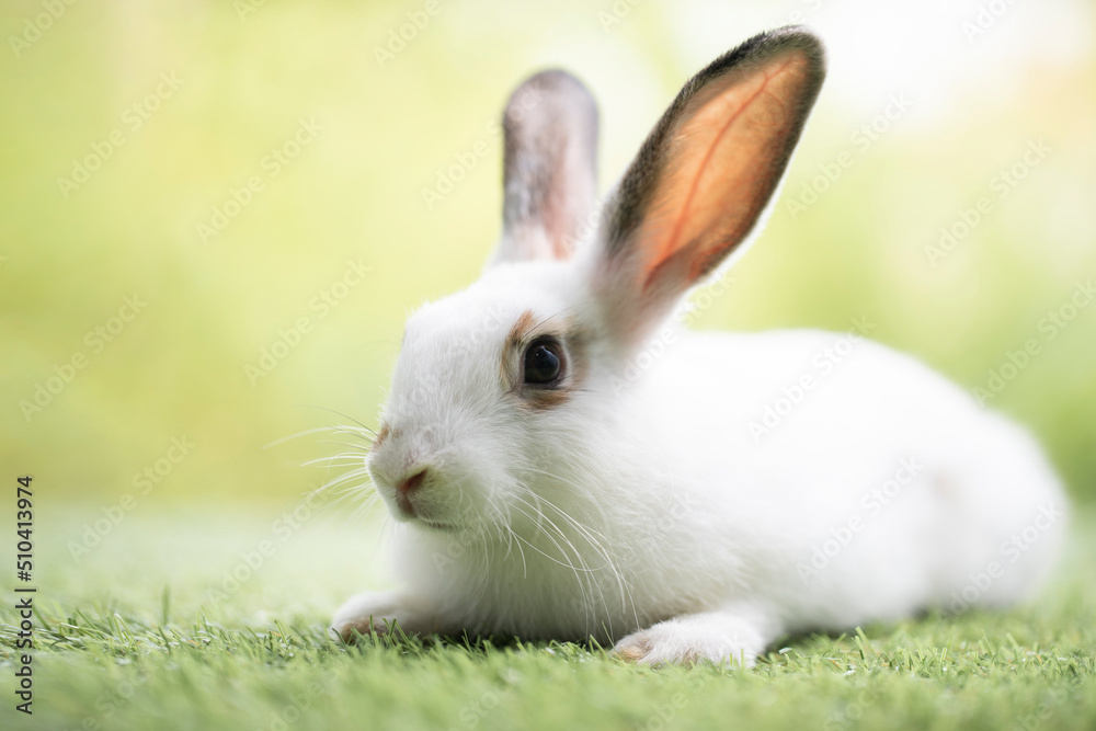 Little rabbit sitting or playing on green grass , Cute rabbit in the meadow on garden nature background during spring Little rabbit sitting or playing on green grass , Cute rabbit in the meadow on garden nature background during spring