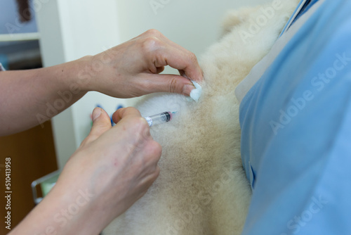 Dog rabies vaccination against rabies at clinic, Close up injection needle. photo