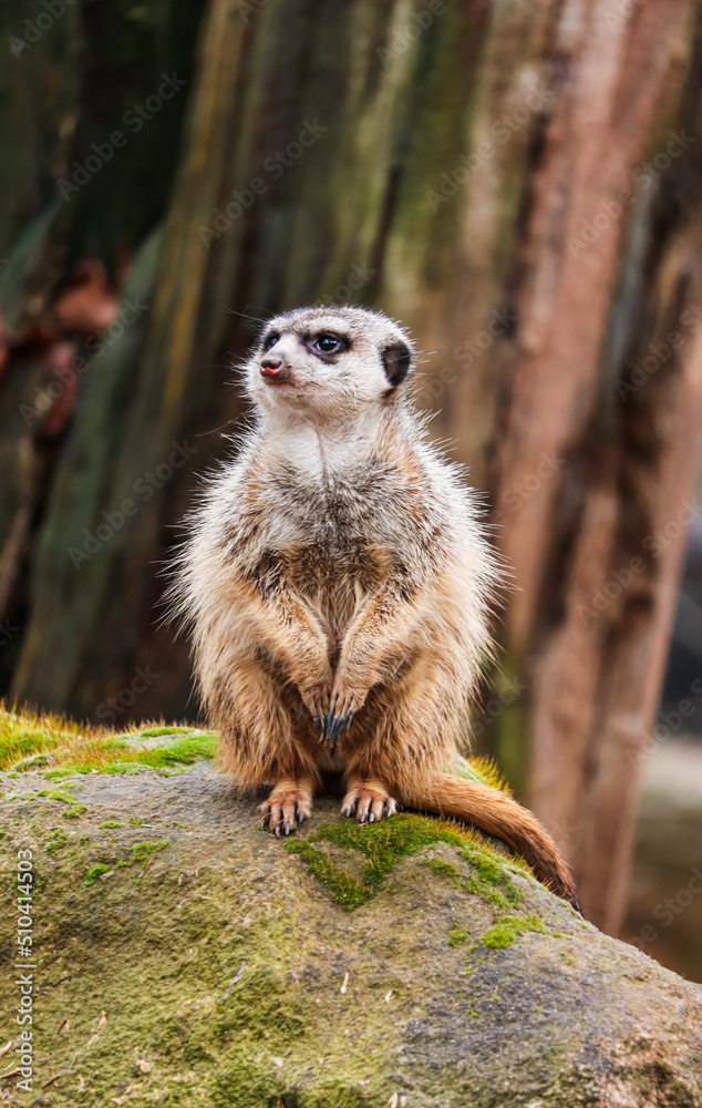 Fototapeta premium a meerkat crouching in a zoo
