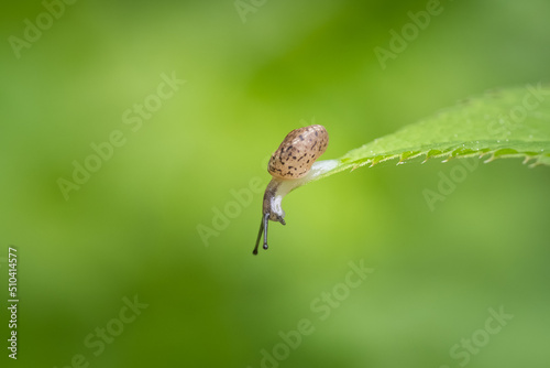 Tiny snail sits on a green leaf and looks downwards, green nature background