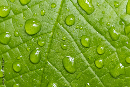 Green leaf with water drops, abstract background