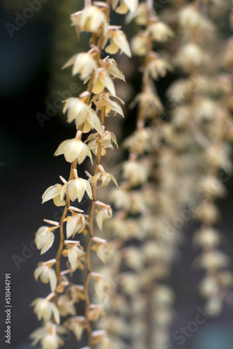 Dendrochilum Cobbianum orchid in very narrow depth-of-field close up photograph photo