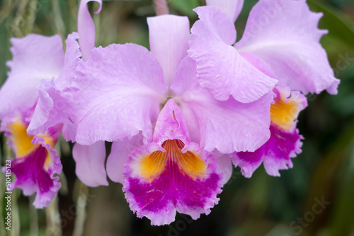 Purple and yellow Cattleya hybrid orchid © Alexandros 