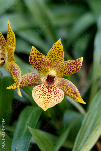 Propetalum orchids. Close-up with soft background