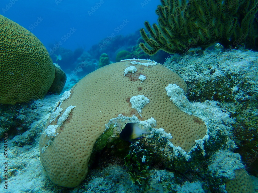 Round starlet coral or massive starlet coral, reef starlet coral (Siderastrea siderea) undersea, Caribbean Sea, Cuba, Playa Cueva de los peces Round starlet coral or massive starlet coral, reef starlet coral (Siderastrea siderea) undersea, Caribbean Sea, Cuba, Playa Cueva de los peces