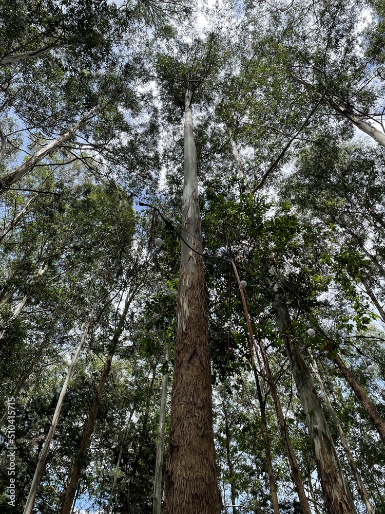 Fototapeta premium trees in the forest