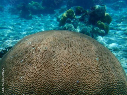 Round starlet coral or massive starlet coral, reef starlet coral (Siderastrea siderea) undersea, Caribbean Sea, Cuba, Playa Cueva de los peces