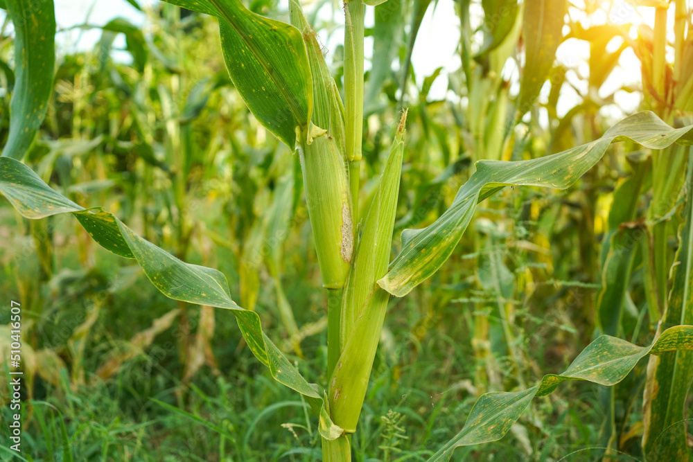 Corn field close up. Selective focus.Green Maize Corn Field Plantation in Summer Agricultural Season. Corn field close up. Selective focus.Green Maize Corn Field Plantation in Summer Agricultural Season.
