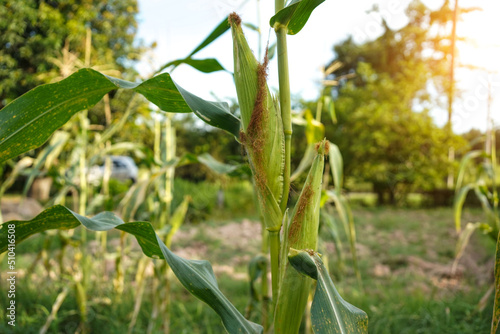 Corn field close up. Selective focus.Green Maize Corn Field Plantation in Summer Agricultural Season.