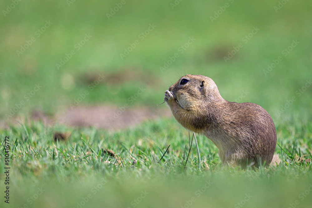 Cute European ground squirrel (Spermophilus citellus) sitting on a field eating grass Cute European ground squirrel (Spermophilus citellus) sitting on a field eating grass