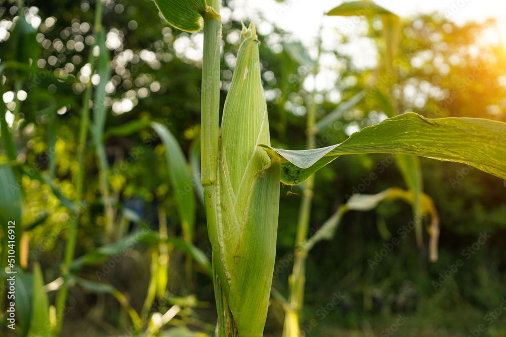 Corn field close up. Selective focus.Green Maize Corn Field Plantation in Summer Agricultural Season. Corn field close up. Selective focus.Green Maize Corn Field Plantation in Summer Agricultural Season.