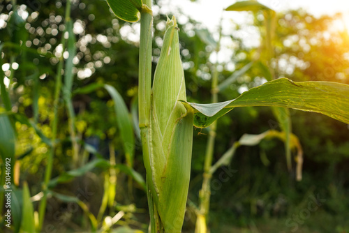 Corn field close up. Selective focus.Green Maize Corn Field Plantation in Summer Agricultural Season.