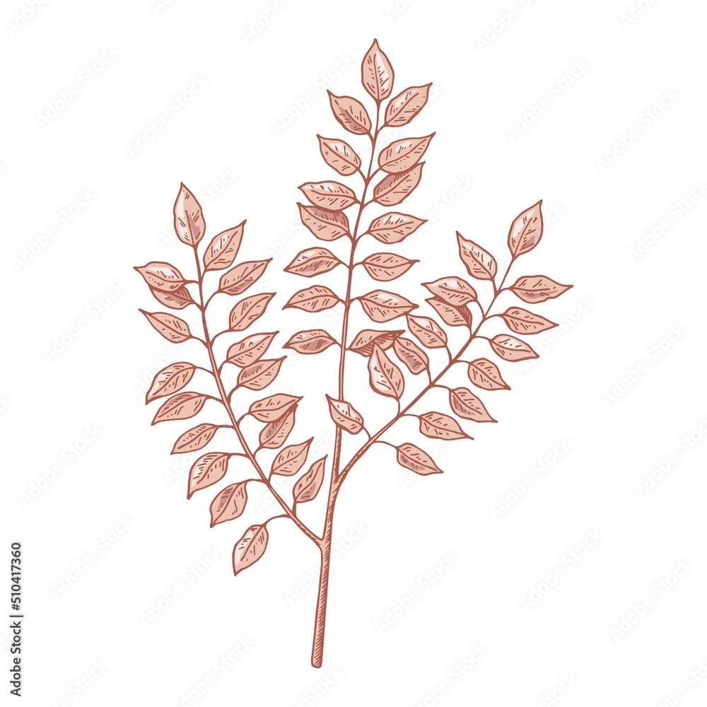Hand drawn branch with leaves isolated on white. Vector illustration in sketch style.