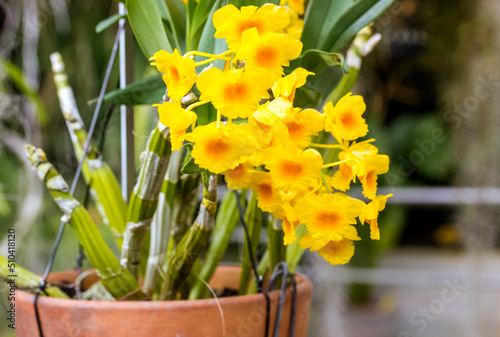 Flowering Dendrobium chrysotoxum - a widely cultivated species of orchid. Beautiful yellow orchids in bloom in ceramic pot. Potted flowers grown in a botanical garden, arboretum, at home. Thai Orchid. photo