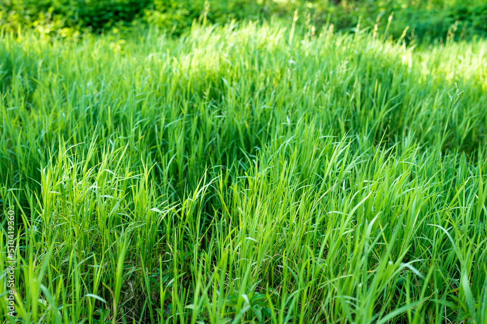 green grass in the morning green grass in the morning