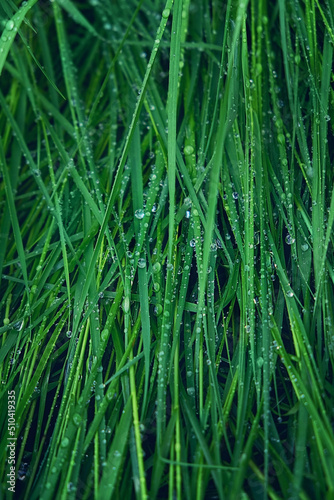 beautiful green grass with dew drops texture, abstract natural background. ecology, organic, earth day. save earth, pure water concept. close up