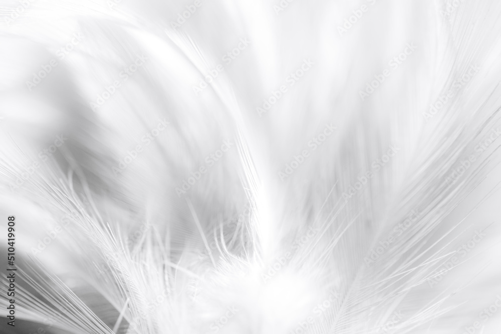 Obraz premium white feather background,white feather wooly pattern texture background