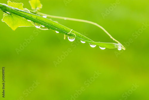 Canvastavla grass and dew,Beautiful large drops of fresh morning dew in juicy green grass macro