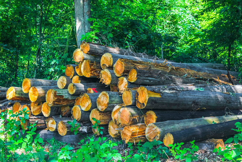 Sawed off and stacked logs tree trunks forest clearing Germany. Sawed off and stacked logs tree trunks forest clearing Germany.