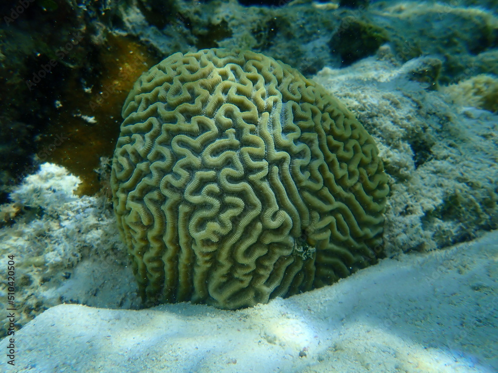 Symmetrical brian coral (Pseudodiploria strigosa) undersea, Caribbean Sea, Cuba, Playa Cueva de los peces Symmetrical brian coral (Pseudodiploria strigosa) undersea, Caribbean Sea, Cuba, Playa Cueva de los peces