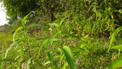 Persicaria hydropiper plant. It's other name  water pepper, marshpepper knotweed, arse smart plant, tade plant and Polygonum hydropiperis. This is a plant of the family Polygonaceae. The plant grows i photo