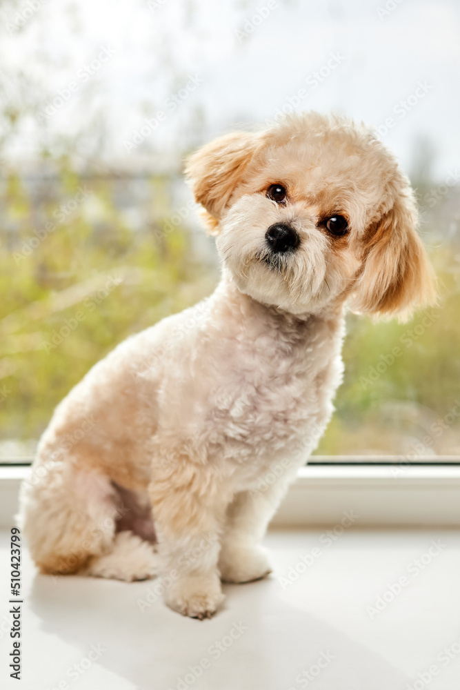 A portrait of beige Maltipoo puppy sitting on the windowsill against the background of the window. Adorable Maltese and Poodle mix Puppy A portrait of beige Maltipoo puppy sitting on the windowsill against the background of the window. Adorable Maltese and Poodle mix Puppy