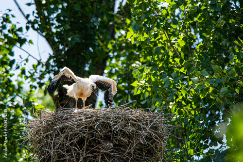 Junge Störche - Erstflug photo