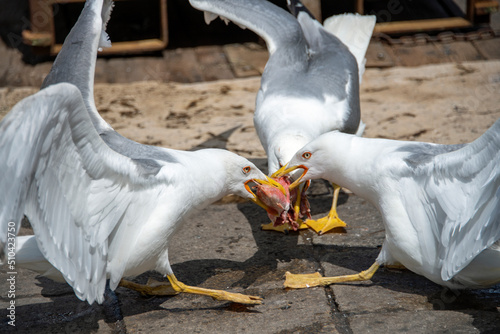 Group of seagulls eating a red mullet