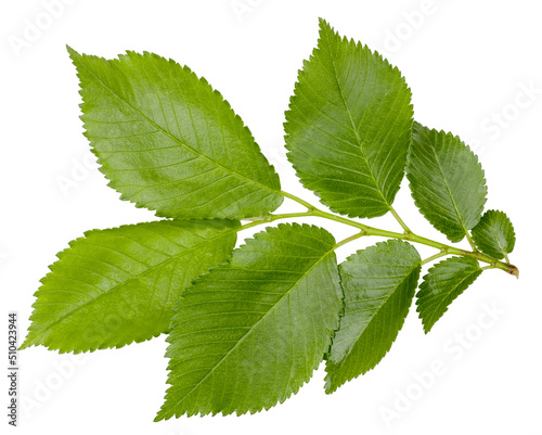 Elm branch with green leaves isolated on white background.