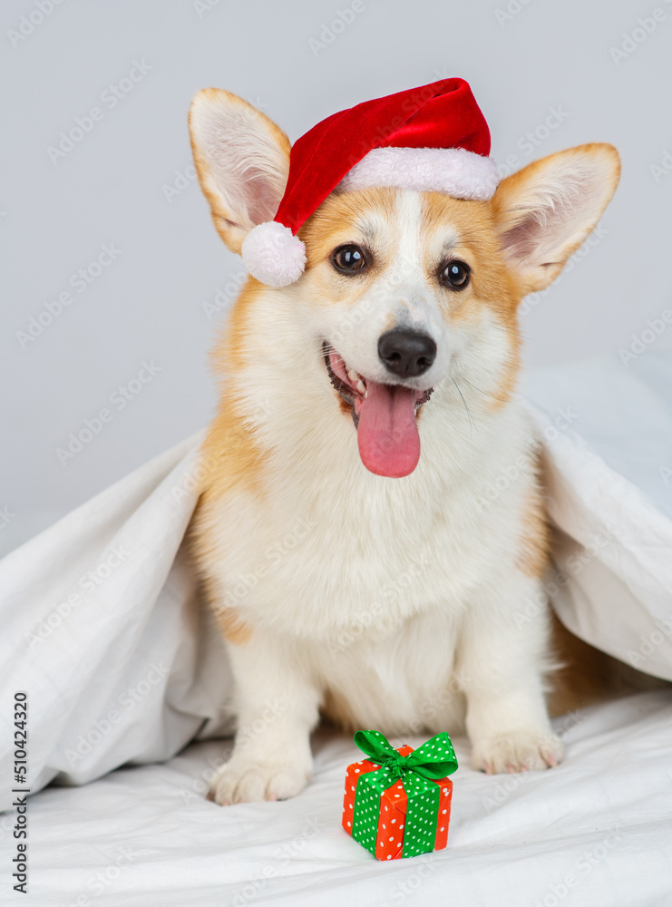 Corgi puppy lying on the background of Christmas lights in a santa hat Corgi puppy lying on the background of Christmas lights in a santa hat