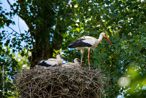 Storchenfamilie - Wilde Störche im Horst photo