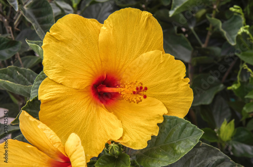 Close up of yellow and red hibiscus flower in sunshine