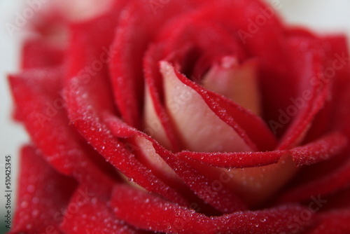 red rose  water drops on rose