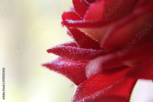 red rose, water drops on rose