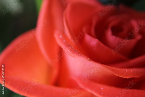 red rose  water drops on rose