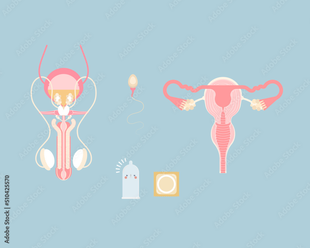 male and female reproductive system with sperm and condom, internal organs anatomy body part nervous system, vector illustration cartoon flat character design clip art