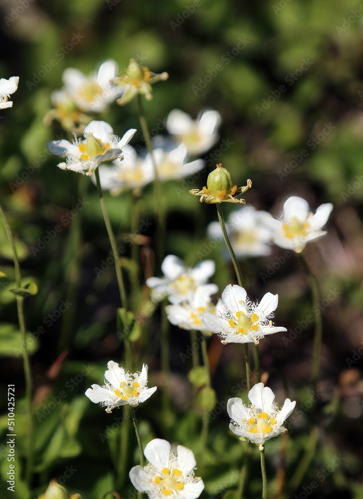 Patch of Marsh Grass of Parnassus flowers, Glacier National Park Montana
Patch of Marsh Grass of Parnassus flowers, Glacier National Park Montana