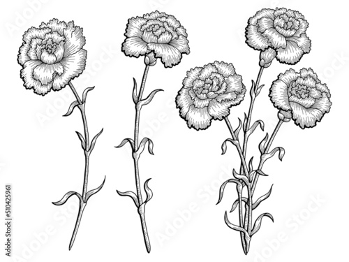 Carnation flower graphic black white isolated sketch illustration vector 