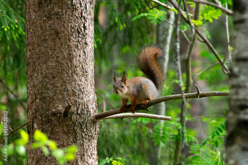 Squirrel, FOREST, NATURE, PINE, WOOD, SUMMER, ANIMALS, RODENTS, NUT, WOOD, FUR COAT, FUR, PARK, ORDINARY SQUIRREL, CEDAR, BEAUTIFUL TAIL, FLUFFY FRIENDS