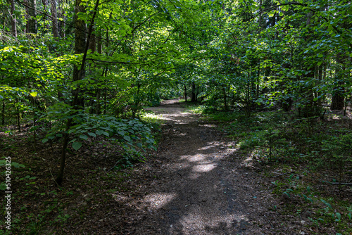 footpath in the woods